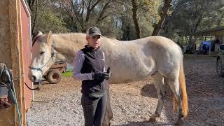 Improve The Topline Of Your Gaited Horse - Gaited Horse Training