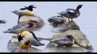 Rare Species in Jiangxi EP01: Chinese Merganser