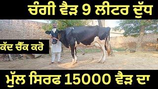 ਚੰਗੀ ਵੈੜ 9 ਲੀਟਰ ਦੁੱਧ, ਮੁੱਲ ਸਿਰਫ 15000 ਵੈੜ ਦਾ #Cow #dairy #cows