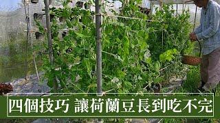 4招讓荷蘭豆(大莢豌豆)長到吃不完，營養健康又好吃 | 阿星種植