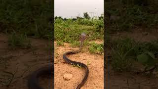 beautiful indian spectacle cobra #cobrarescue #cobrasnake #snake #snakesrescue