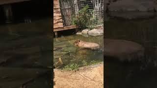 ok I pull up #shorts #capybara #goofy