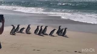 retorno ao mar - pinguins R3 ANIMAL Florianópolis