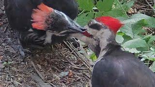 Pileated Woodpecker Feeding And Pecking Trees Sound