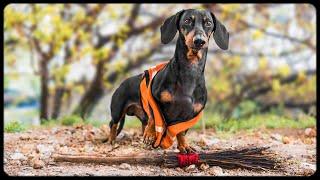 Dachshund - Eco Activist! Cute & funny dachshund dog video!