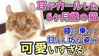 耳がカールした6ヶ月歳の猫 膝に乗って甘えん坊な姿が可愛すぎました【保護猫活動②】