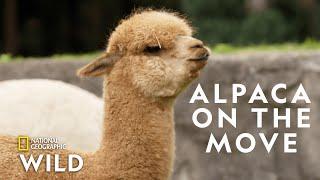 Alpaca Herd Goes for a Walk  | Secrets of the Zoo: Down Under