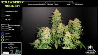 Strawberry Nuggets - Mephisto Genetics - GROW