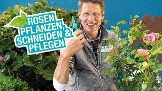 Die Rosenpflege: Anpflanzen, Pflege und Schädlingsvorbeugung