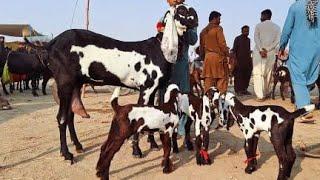 Bakra Mandi sahiwal ki update beetal Bachon wali Bakrian 03124058010 Altaf goat farm