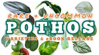 RARE & UNCOMMON POTHOS PLANT VARIETIES + EBOOK RELEASE DAY: THE ULTIMATE GUIDE TO POTHOS PLANTS 2020