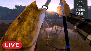 We're after MONSTER UNIQUE Redtail & Gilded Catfish at Marron River! [Fishing Planet] (LIVE)