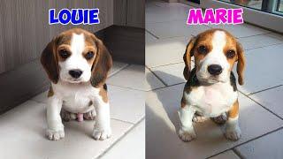 Beagle Puppy Louie vs Beagle Puppy Marie : Who's The Cutest?