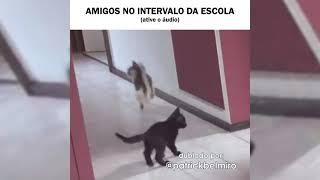 vídeo do Belmiro memes eu na merenda