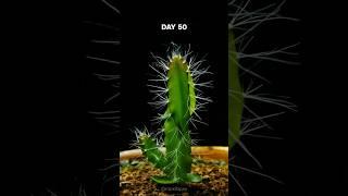 Dragon Fruit Cactus Timelapse - 200 days in 40 seconds