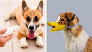 50 Coolest Pet Products | Most Trending Pet Accessories of 2024