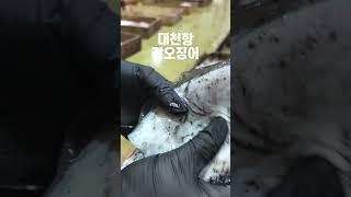 갑오징어 만지면 이런 기분, 궁금하시죠?^^
