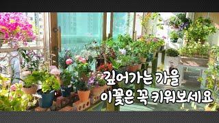 깊어가는 가을에 이꽃 꼭 키워보세요 &  댓글 이벤트 당첨자발표