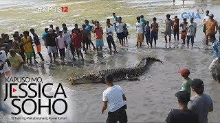 Kapuso Mo, Jessica Soho: Higanteng buwaya, namataan sa Tawi-tawi