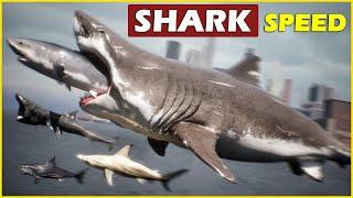 World Fastest Shark | Shark Speed Comparison