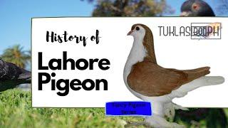 History of Lahore Pigeon - Fancy Pigeon Series | TUKLASibonPH