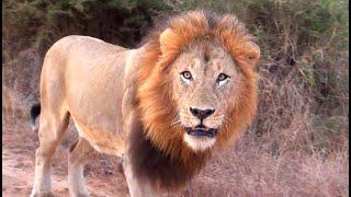 HOW TO MEET LIONS during a self-drive safari in the Kruger National Park (English, 4K) ?