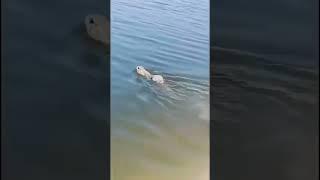 Did you know rabbits could swim?  #animaltherapy #animals #naturetherapy #rabbit