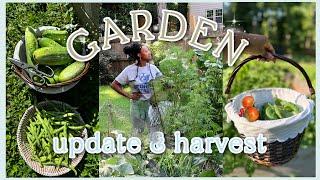mistakes were made...| GARDEN UPDATE, Huge First Harvest, Homemaking & EXPANDING OUR GARDEN!! *cozy*