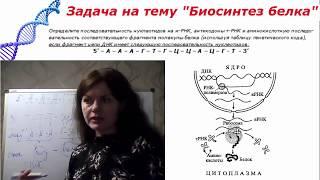 Подготовка к ЕГЭ по биологии. Задача на тему : "Биосинтез белка" № 4