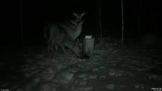 Feedercam Capture (2020-01-20)