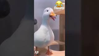 I try not to laugh the funny duck and donkey #shorts #funnyvideo #laugh #funny