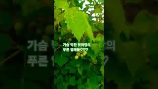 #박지현 &강재수-꽃바람여인#듬성듬성 매달렸어도 너무 기쁘다#참외#포도#대추
