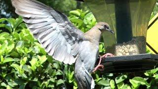 Slow-Motion Doves FYV FrontYardVideo