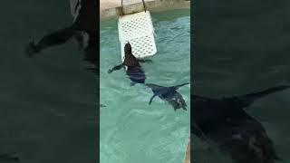 Cute Penguins Swimming: A Splash of Adorable Joy. 