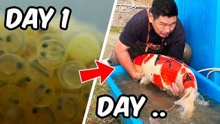 DAY IN THE LIFE of a JAPANESE KOI BREEDER