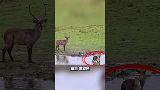 악어보다 무서운 건 바로 영양이었다
