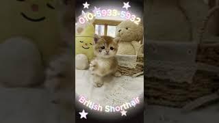 활력넘치는 끼쟁이 브숏아가 소개해요 #브리티쉬 #브리티쉬숏헤어 #브리티쉬숏헤어분양 #브숏분양