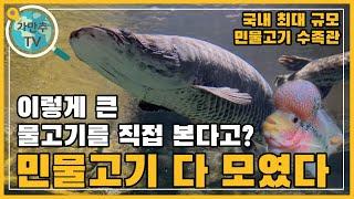 국내 최대 민물고기 수족관 단양 다누리아쿠아리움