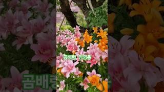 #곰배령 #임영웅 #인생힐링 #백합