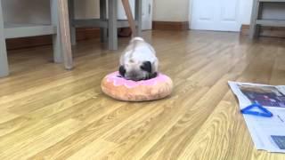 Pug puppy plays with a huge doughnut