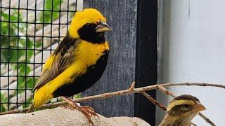 Australian finch show expo footage / new birds what did I buy? #finches #newbirds #birdshow