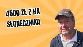 Na słoneczniku można zarobić 4500 zł/ha. A dobrze plonuje nawet na V klasie