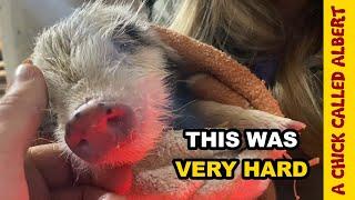 Trying everything to save a tiny piglet