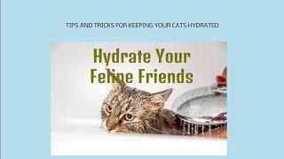  Fluid Felines: Mastering Cat Hydration! 