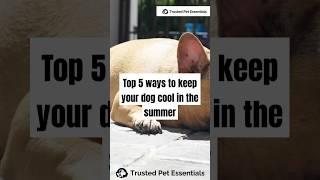 Top 5 Ways to Keep Your Dog Cool This Summer! ️ #shorts #short #shortvideo #shortsfeed