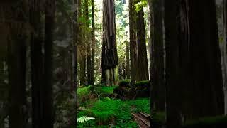 Lady Bird Johnson Redwood Grove - California