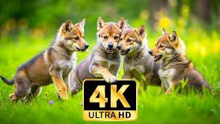 LOVELY WILD ANIMAL WORLD 4K Wild Animals are Poetically Attractive with Soothing Relaxing Music