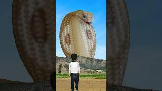 Big cobra snake || snake video || anaconda video #anaconda #cobra #snake