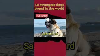 strongest dog breed in the world|Top 10 strongest dogs in the world|#shorts #shortsviral #shortsfeed