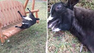 Excited Goat Faints On Swing